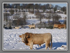 4.12 Cattle at Christmas, through the bedrroom window at La Bagottiere, Normandy