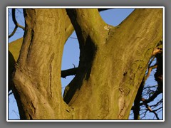 5.7 Willow tree, Hampstead Heath, London 
