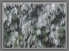 4.9 Frost on fir tree, Normandy